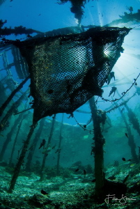 Underneath the fishing net. Arborek, Raja Ampat. by Filip Staes 
